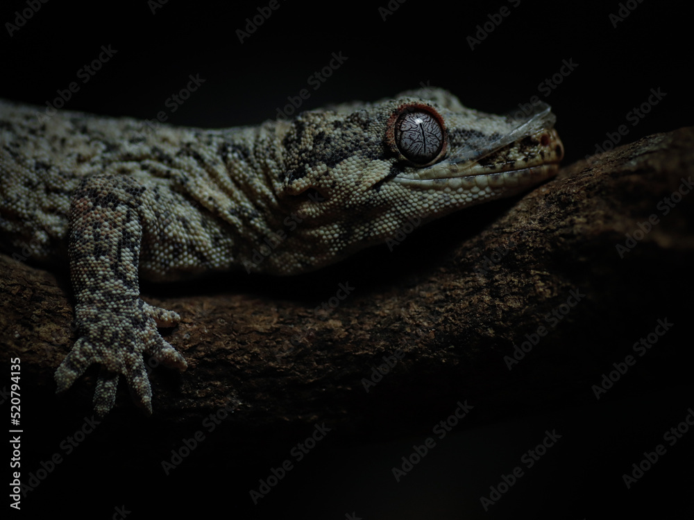 Obraz premium black and white lizard gecko rhacodactylus