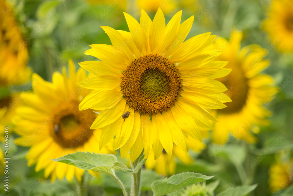 blühende Sonnenblume