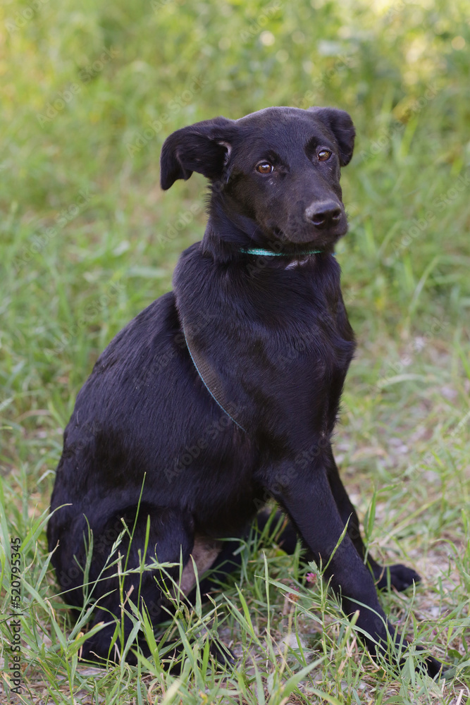 black dog full body photo on green grass background black dog full body photo on green grass background