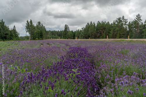 lavender field © Urmas