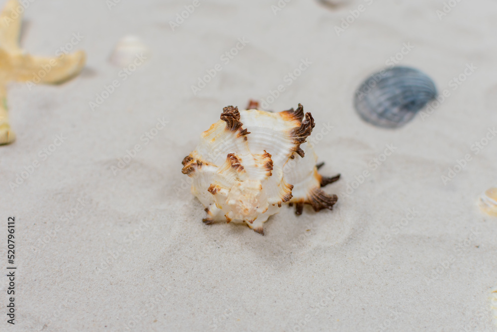 Seashell on the sand close up. Sea concept. Selective focus on seashells. Seashell on the sand close up. Sea concept. Selective focus on seashells.