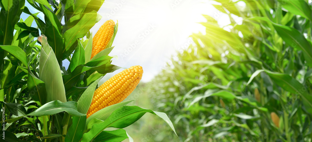 Naklejka premium Corn cobs in corn plantation field.