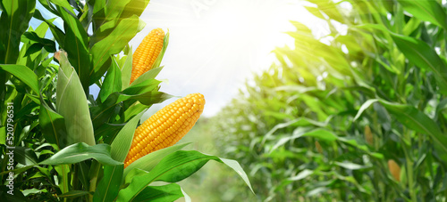 Leinwand Poster Corn cobs in corn plantation field.