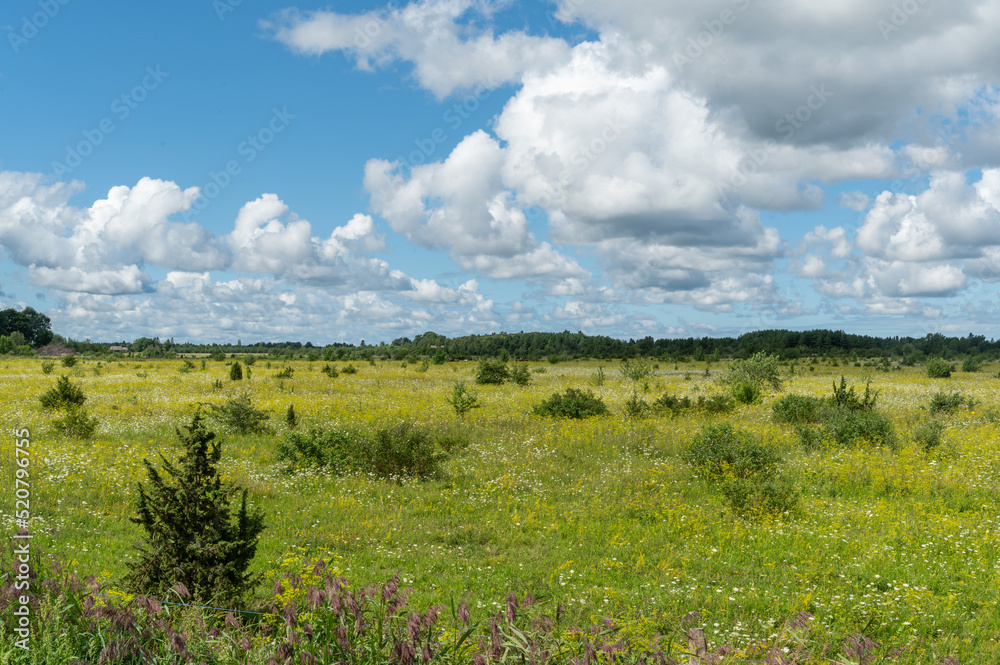 Obraz premium meadow and sky