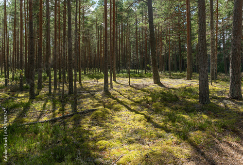 Fototapeta Naklejka Na Ścianę i Meble -  footpath in the forest