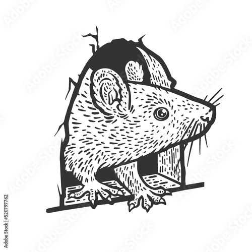 rat mouse peeking out of hole in wall sketch engraving vector illustration. Scratch board imitation. Black and white hand drawn image.