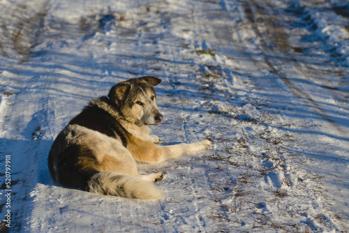 The old dog lies on the white snow. Sunny, frosty morning, the dog is waiting.