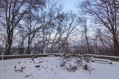 Winter evening in the park with snow-covered trees.