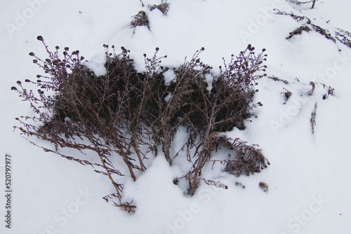 A bunch of dry flowers on the snow. Withered grass is covered with a thick layer of snow.