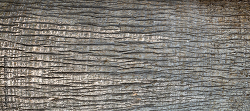 Schilderij op canvas Tree bark background.