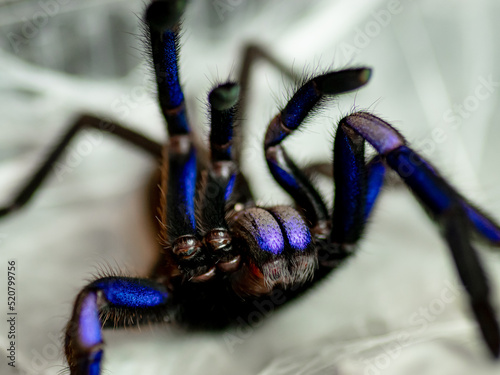 electric blue tarantula spider