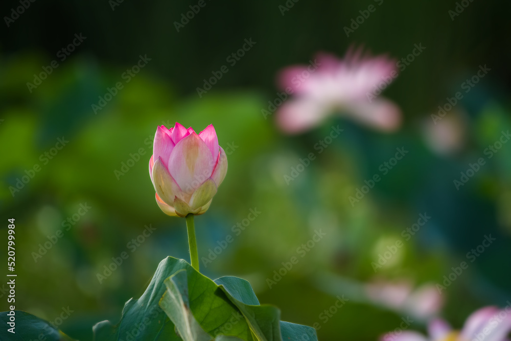 Nymphaeaceae is a family of flowering plants, commonly called water lilies, beautiful flowers in blur background, floral photography with detail 