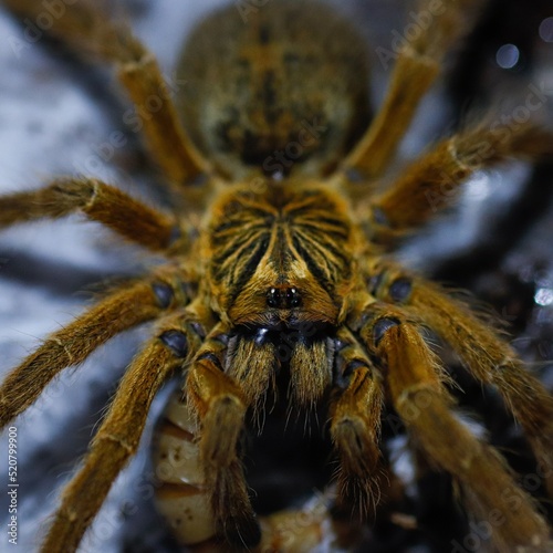 spider tarantula aggressive orange