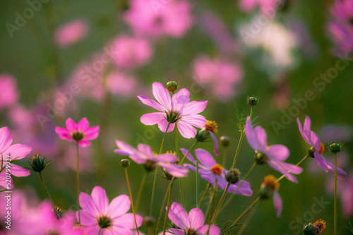 beautiful pink cosmos flowers in blur background 