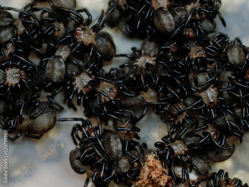 little psalmopoeus ecclesiasticus irminia tarantula spider