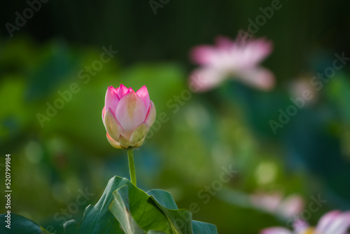 Nymphaeaceae is a family of flowering plants  commonly called water lilies  beautiful flowers in blur background  floral photography with detail 