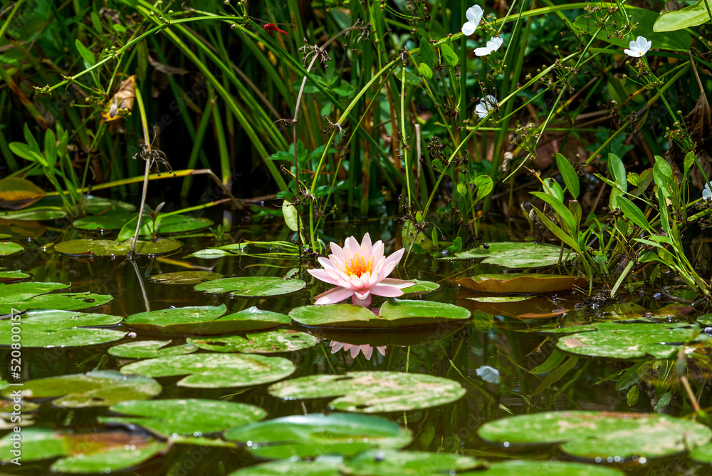 View of lotus leaves and lotus flowers in lotus pond in park View of lotus leaves and lotus flowers in lotus pond in park