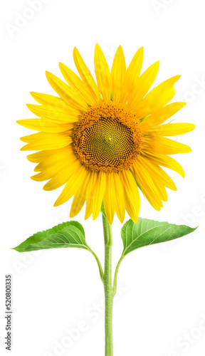 Flower of sunflower isolated on white background. 
