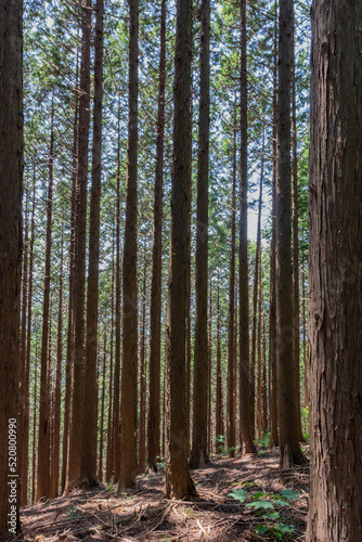 真っすぐに伸びた杉の森-埼玉県東秩父村 