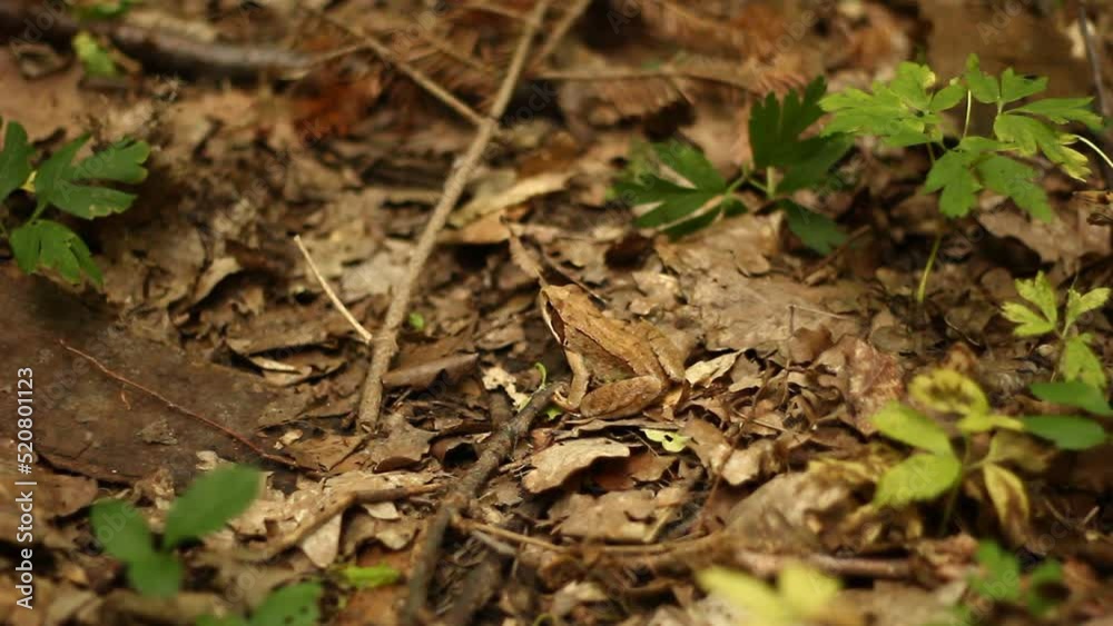 Frog species Rana dalmatina. Frog species Rana dalmatina.