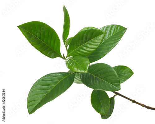 Green leaves, Small green foliage on twig  isolated on white background with clipping path  