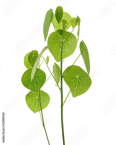 Stephanie erecta plant, isolated on white background with clipping path