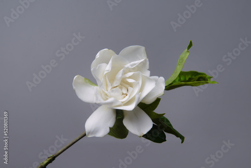 Gardenia jasminoides white flower on gray background photo