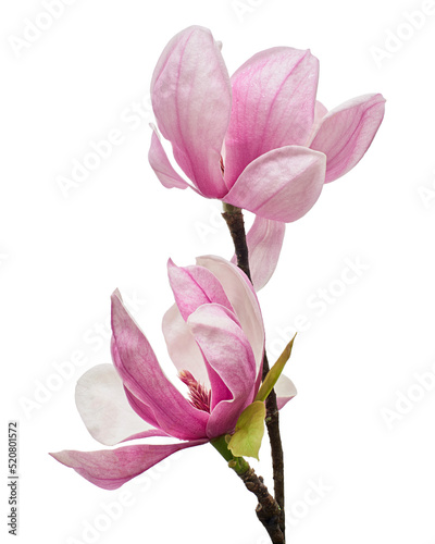 Magnolia liliiflora flower on branch with leaves, Lily magnolia flower isolated on white background with clipping path 