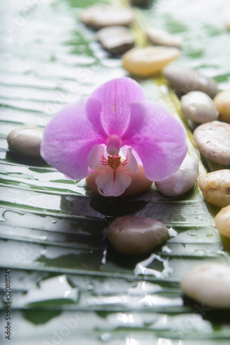 Macro of pink orchid with,stones with big leaves with wet drop background.