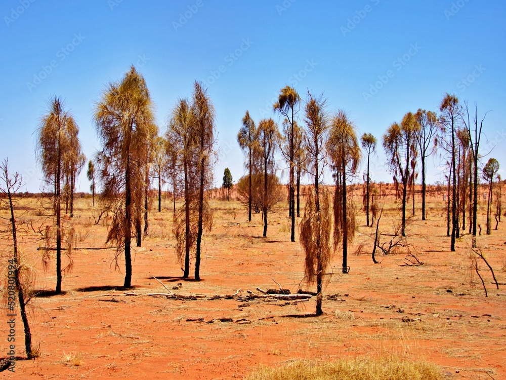 Fototapeta premium Australischer Wald im Outback