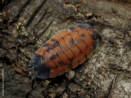 Photos porcellio scaber lava isopod