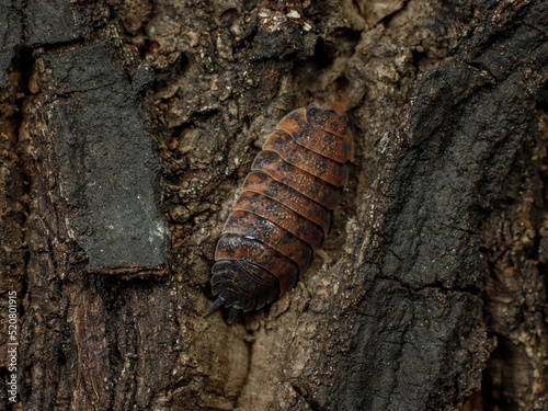 Fotografie porcellio scaber lava isopod