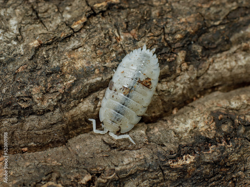 Obraz na plátně porcellio scaber dalmatian isopod