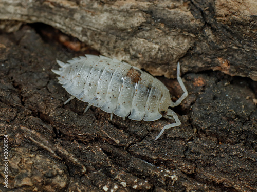 porcellio scaber dalmatian isopod