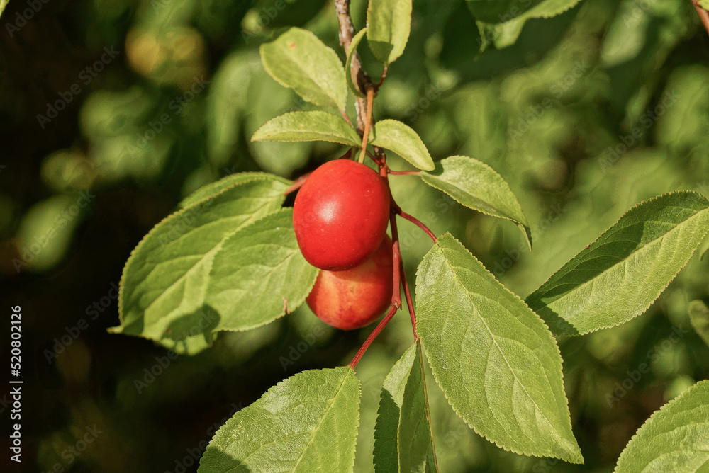 two red cherry plums on a tree branch with green leaves in a summer garden