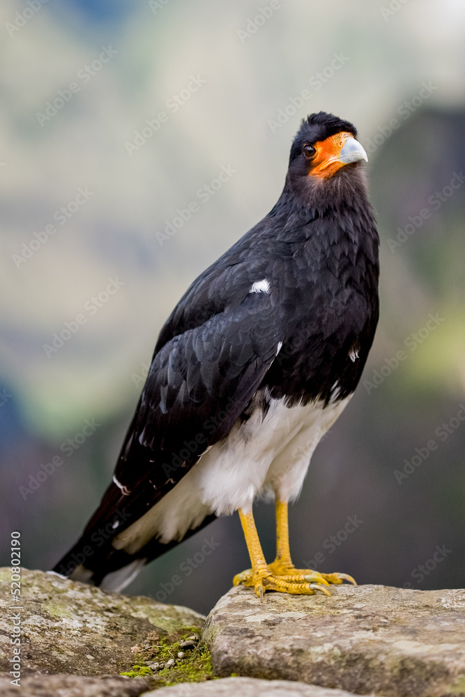 Fototapeta premium Black wild bird in Machu Picchu area Peru .Fauna of Soth America.