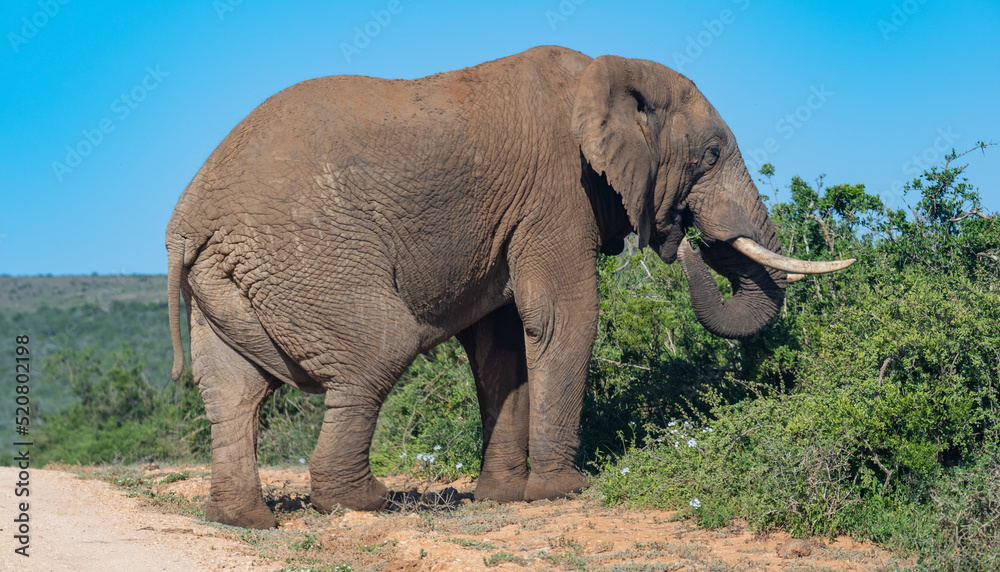 Fototapeta premium Elefant in der Wildnis und Savannenlandschaft von Afrika