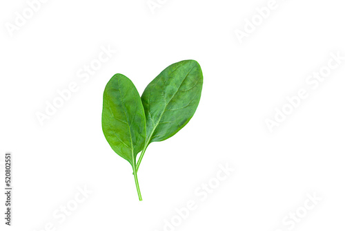 two spinach leaves isolated on white background