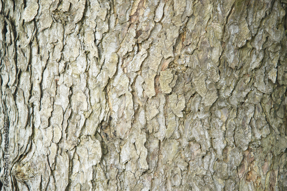 Bark from a large tree to use as a background