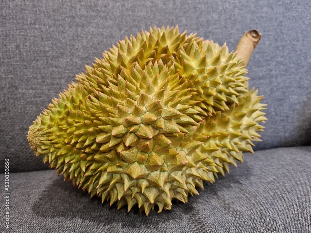 Durian Monthong. Durian is king of fruit is famous Asian fruit. Stock Photo Adobe Stock
