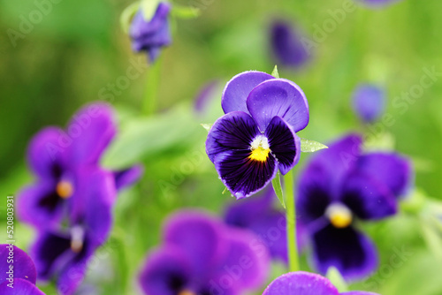 Closeup of colorful pansy flower in the garden. Selective focus.