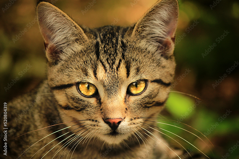 Angry gray striped yellow-eyed cat