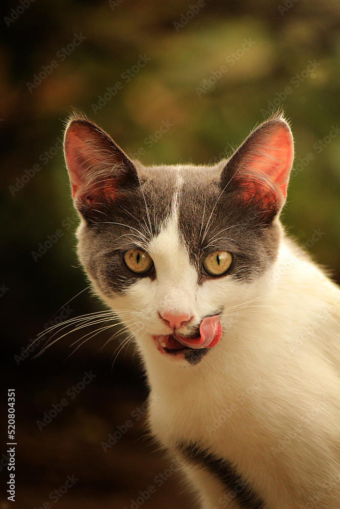 A vertical portrait of a cat licking 