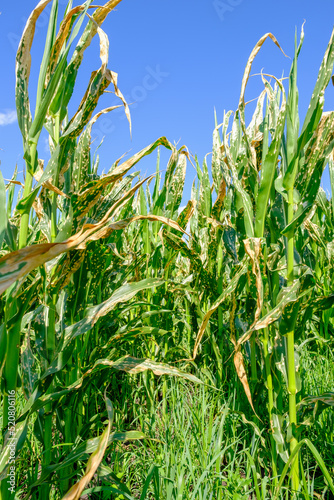 Corn plants with burned leaves growing against cloudy blue sky after herbicide spraying on summer day in agricultural field, vertical orientation