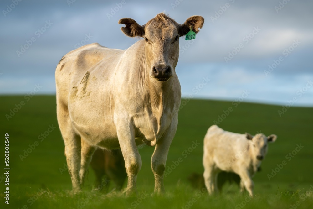 dairy cows grazing in an agricultural field. sustainable agriculture practiced with regenerative and organic food production methods dairy cows grazing in an agricultural field. sustainable agriculture practiced with regenerative and organic food production methods