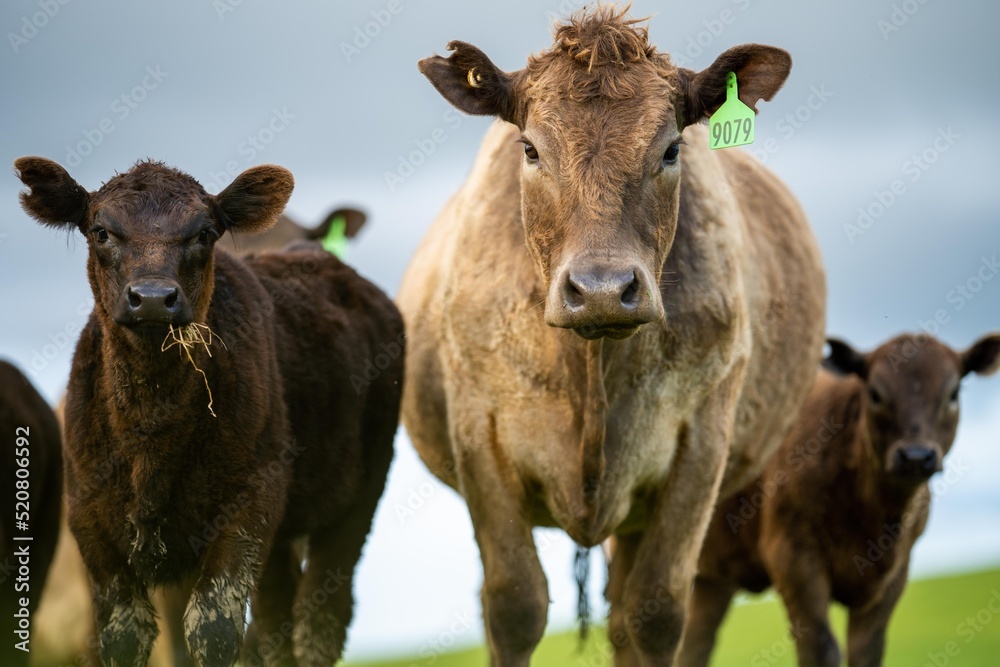 Stud Angus, wagyu, speckle park, Murray grey, Dairy and beef Cows and Bulls grazing on grass and pasture in a field. The animals are organic and free range, being grown on an agricultural farm Stud Angus, wagyu, speckle park, Murray grey, Dairy and beef Cows and Bulls grazing on grass and pasture in a field. The animals are organic and free range, being grown on an agricultural farm