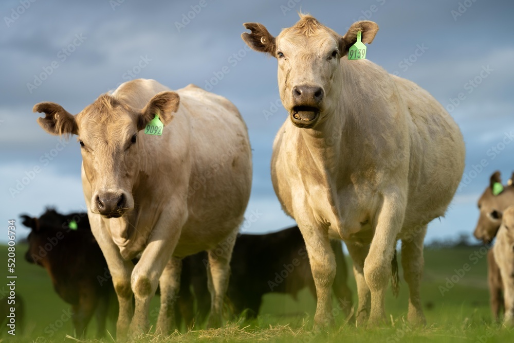 dairy cows grazing in an agricultural field. sustainable agriculture practiced with regenerative and organic food production methods dairy cows grazing in an agricultural field. sustainable agriculture practiced with regenerative and organic food production methods