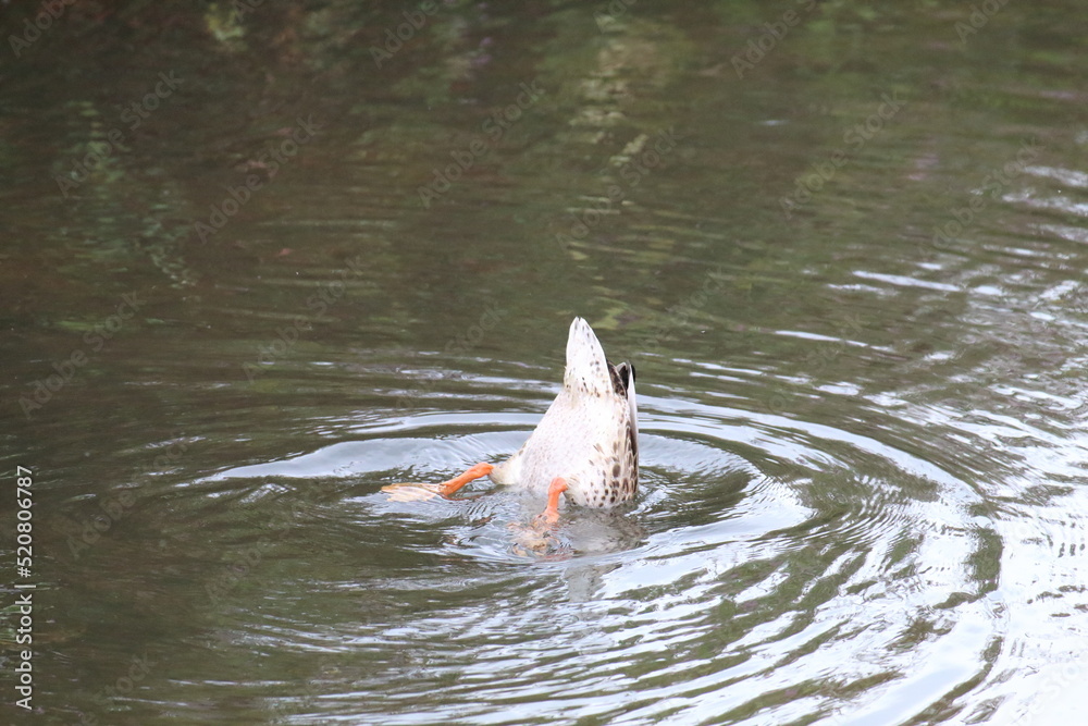 Fototapeta premium A mallard duck hunting and fishing for food in a canal. The bird was dipping his head and bringing out prey before eating it is its beak.