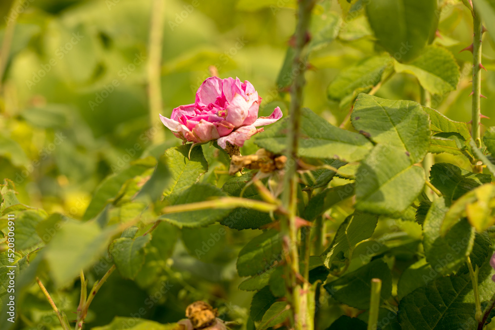 Dog rose hip (rose Kanina). Flower in nature