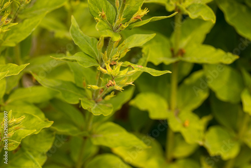 spirea goldmound. Flower in nature